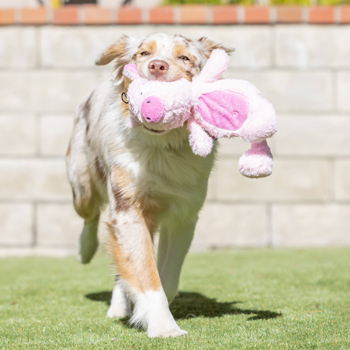 Slappies® Piggie Smalls Dog Toy