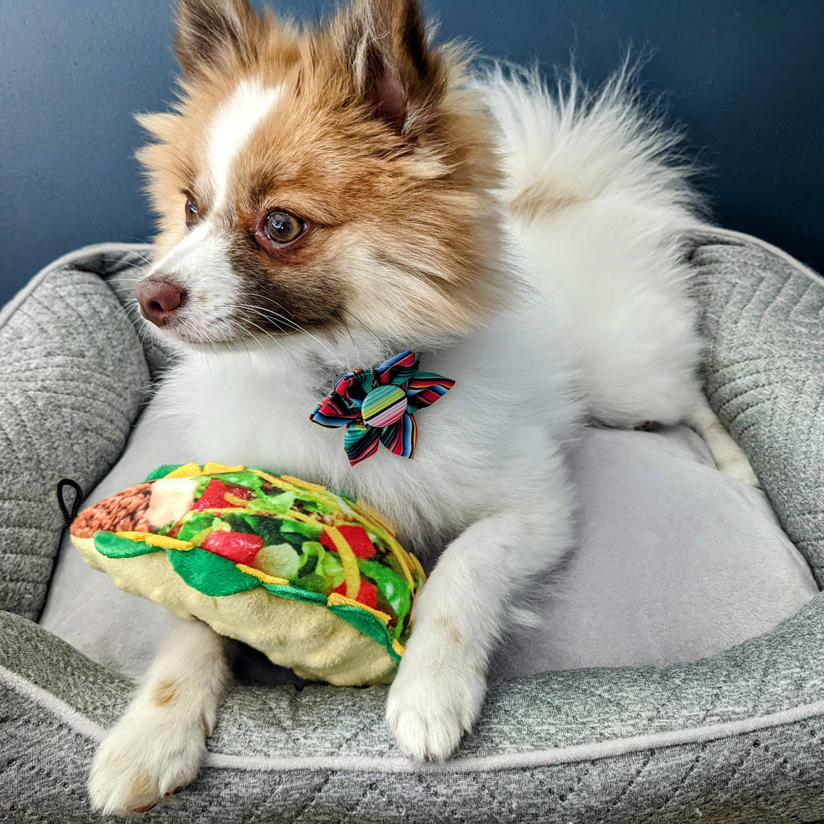 Taco Tuesday Dog Toy