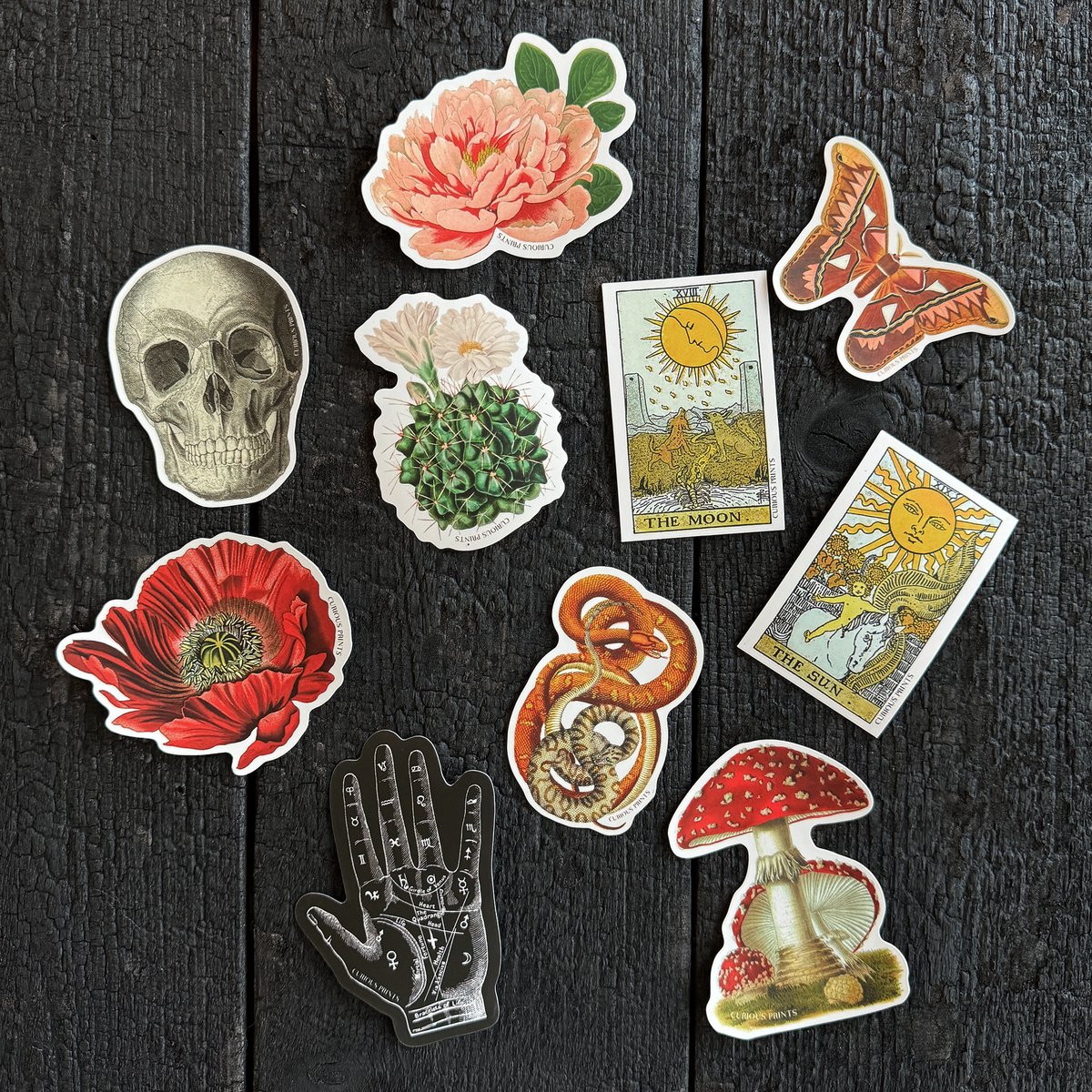 Vintage Anatomy Skull Waterproof Sticker