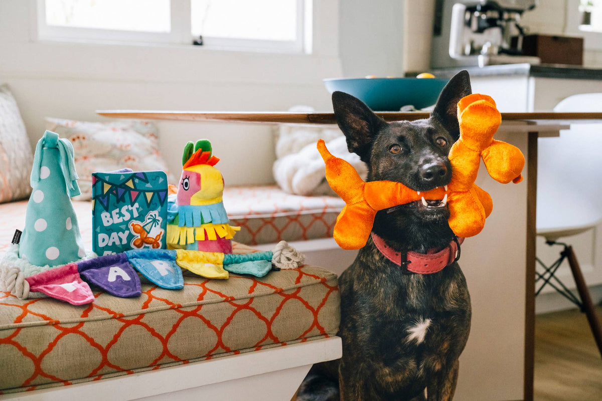 Party Animal Balloon Buddy Pet Toy