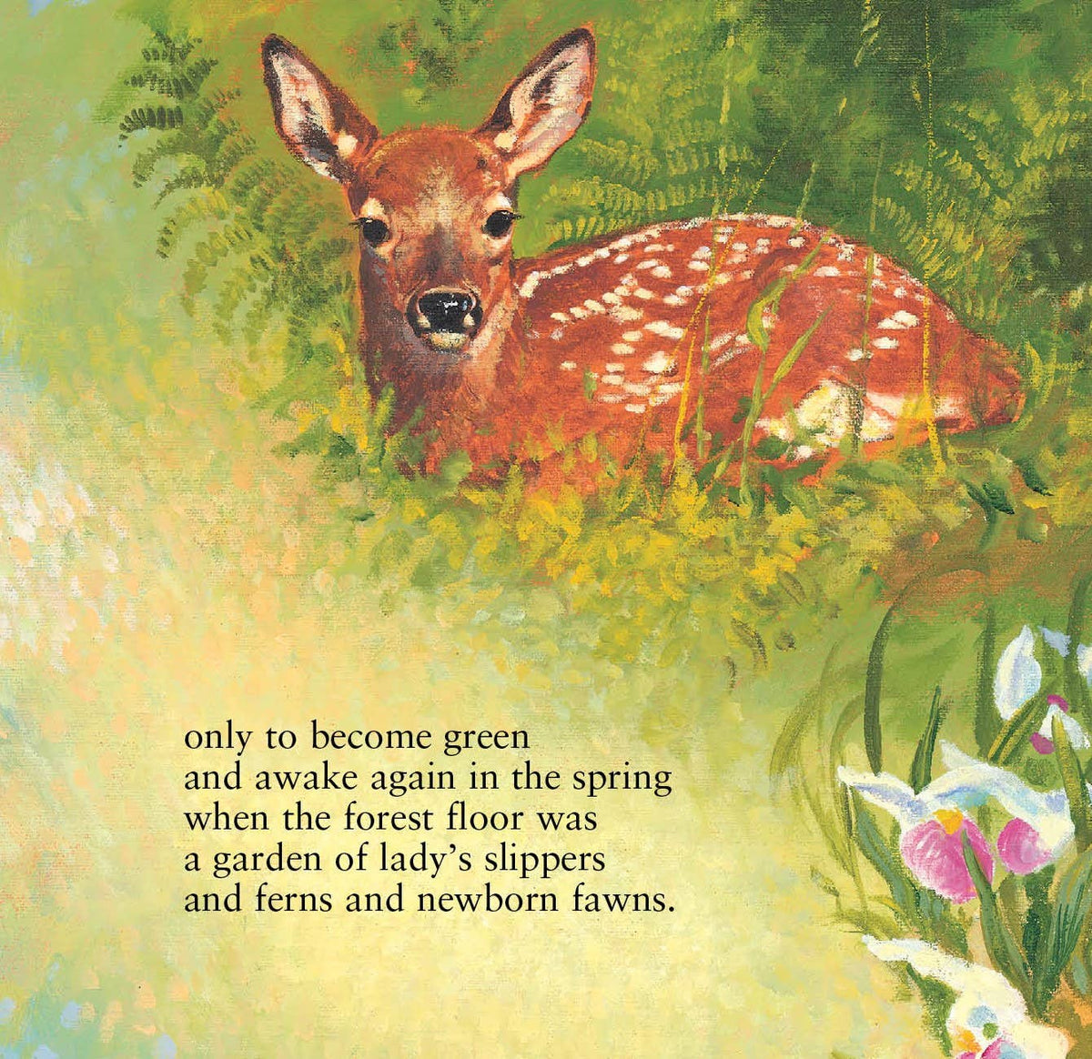 The Legend of the Loon Picture Book