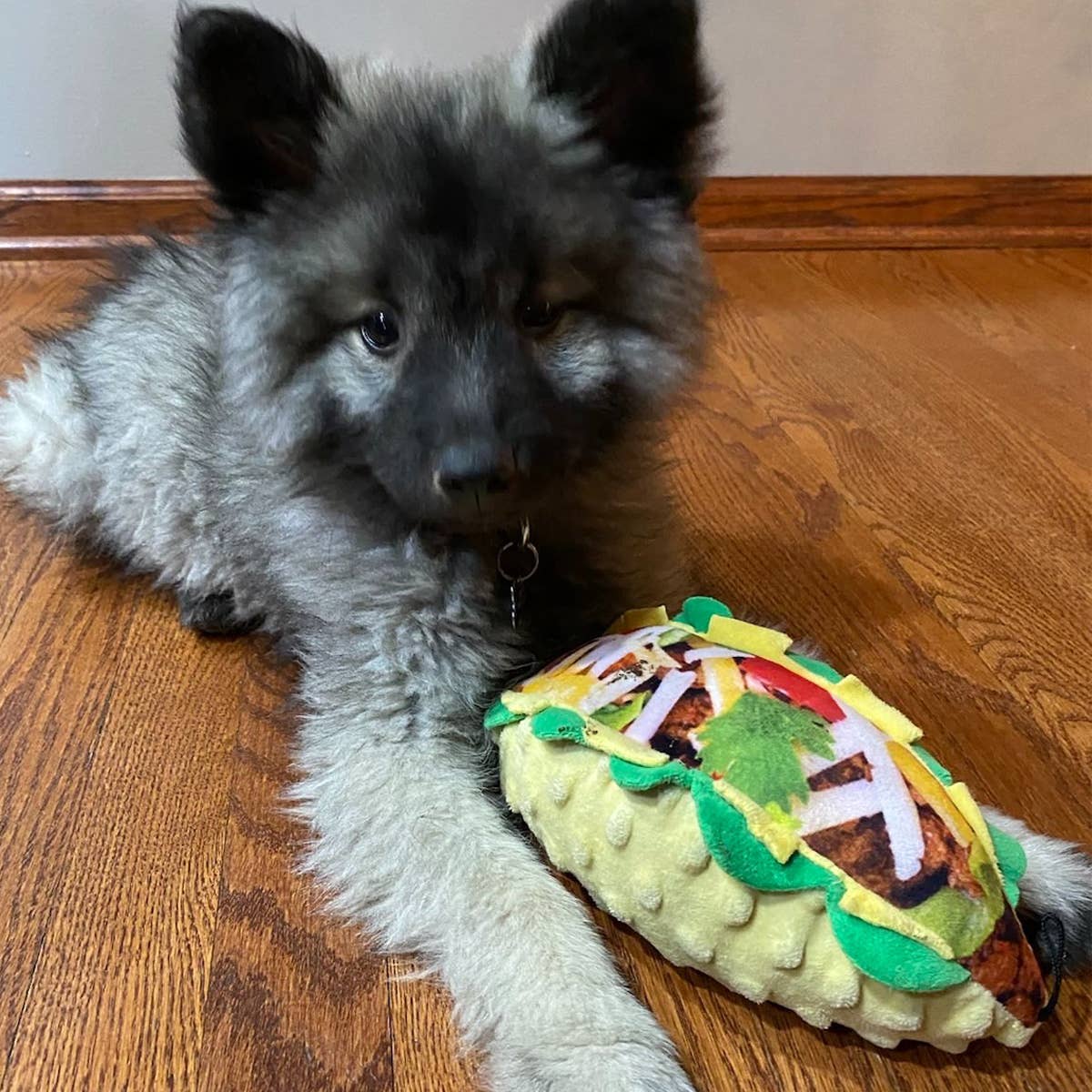 Taco Tuesday Dog Toy