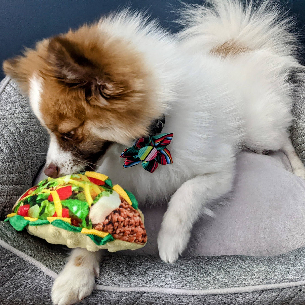 Taco Tuesday Dog Toy