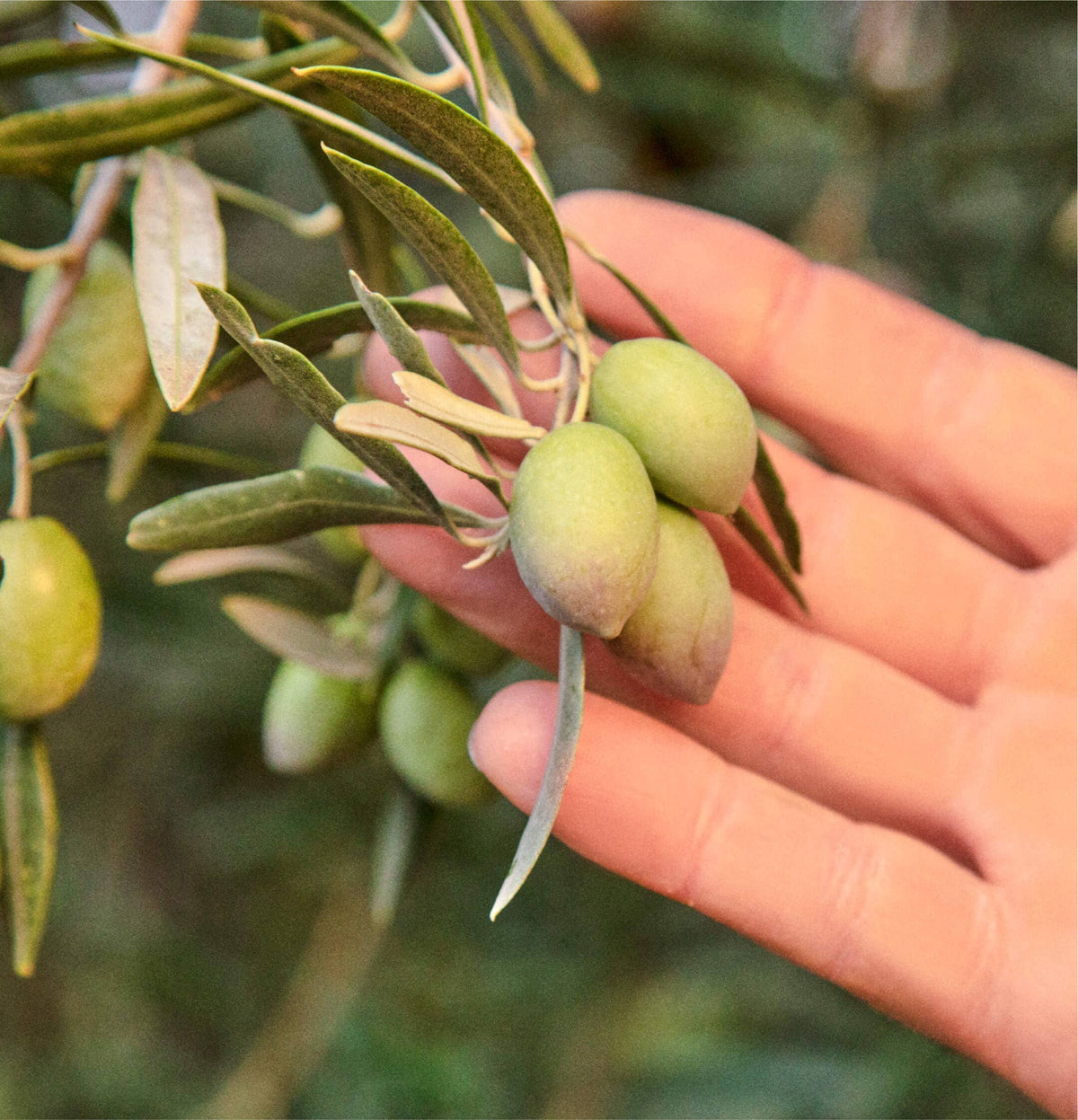 &quot;Drizzle&quot; Olive Oil