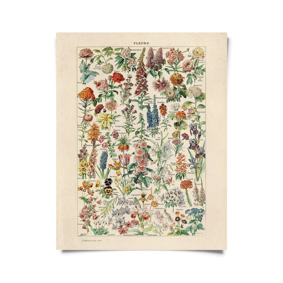 Vintage Botanical Fleurs Flower Print