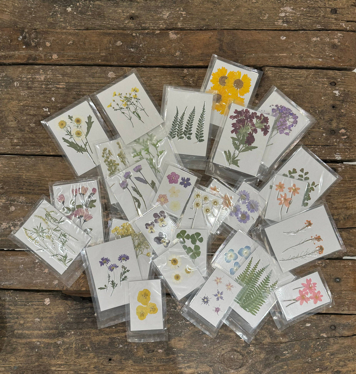 Pressed Botanical Collection