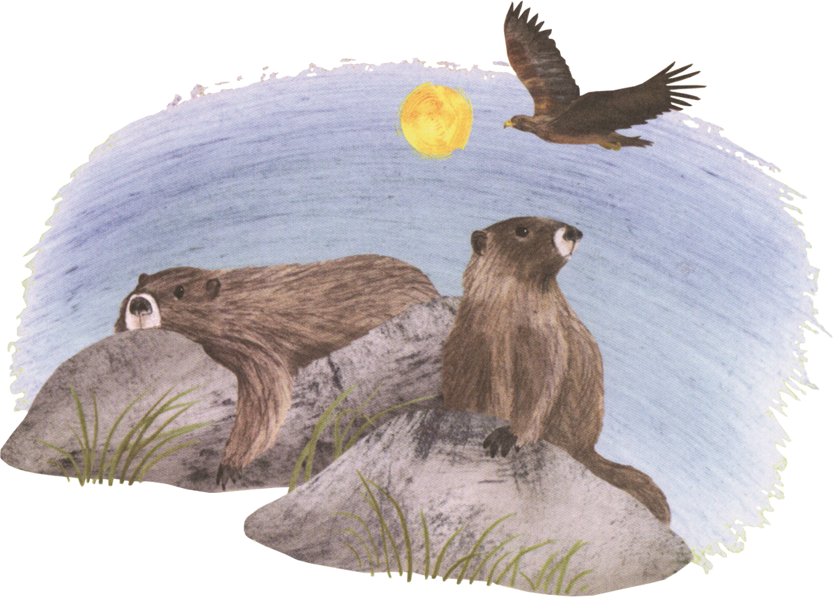 Explore! America&#39;s Wildlife