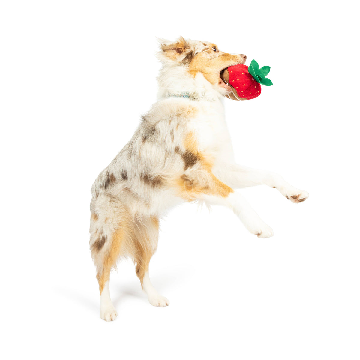 Chocolate Strawberry Dog Toy