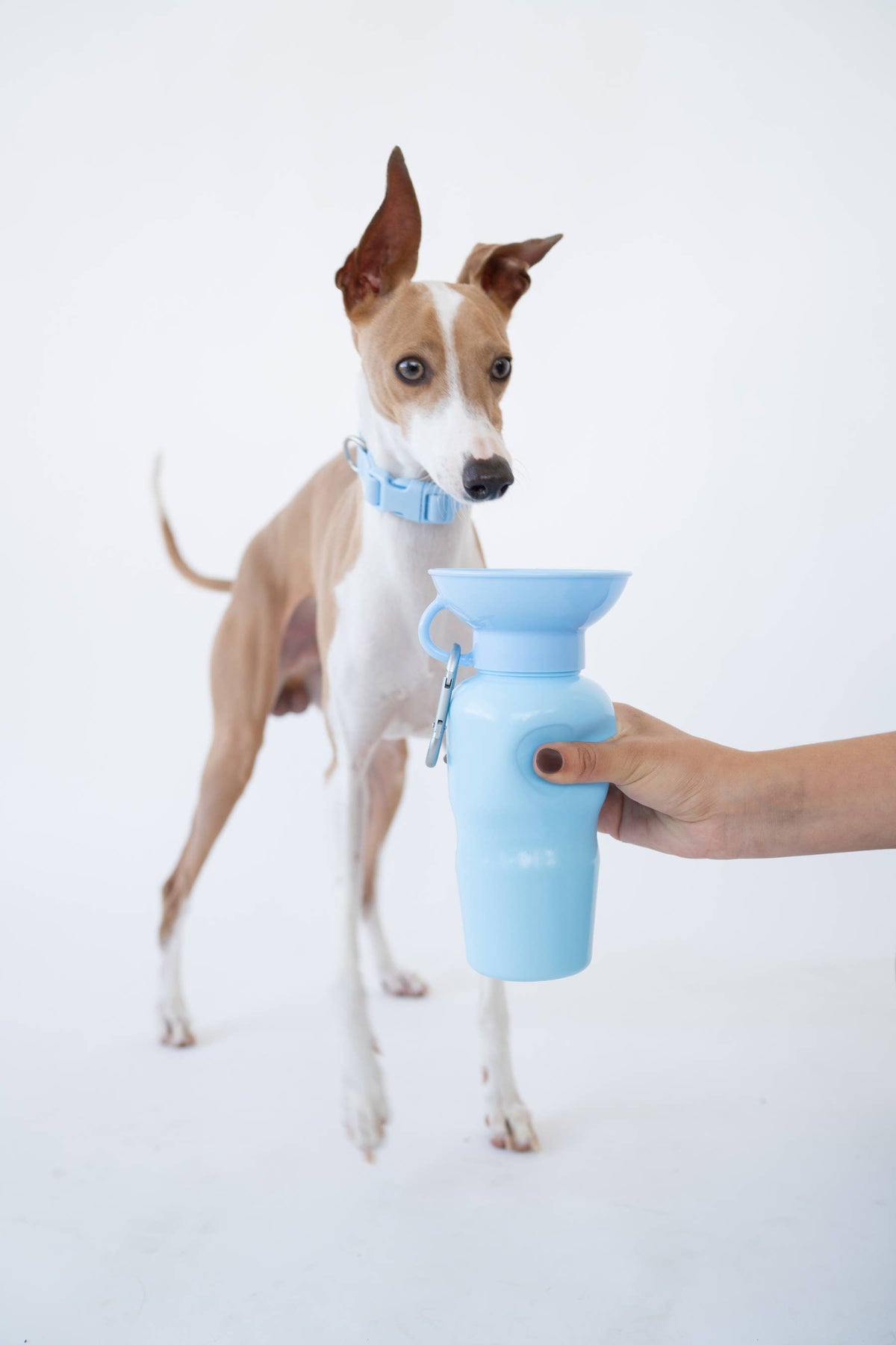 Dog Travel Water Bottle - 22oz Classic