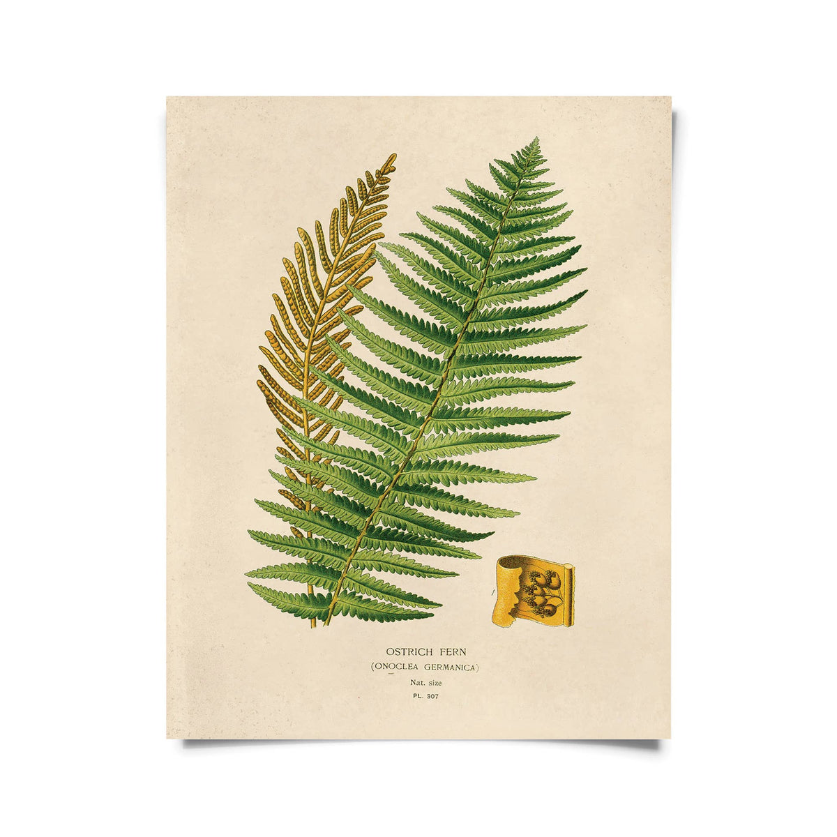 Vintage Botanical Ostrich Fern Print