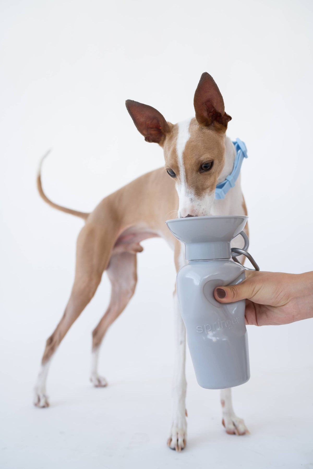 Dog Travel Water Bottle - 22oz Classic